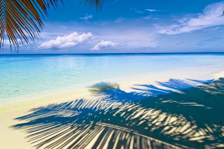 a row of palm trees on a beach near a body of water