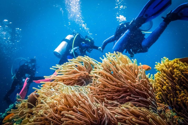 underwater view of a coral