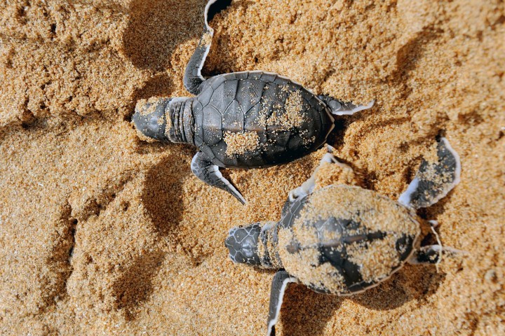 a turtle in the grass