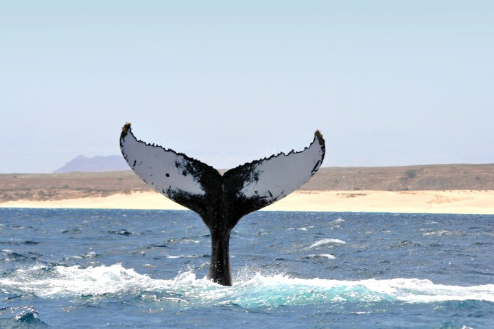 a whale jumping out of the water