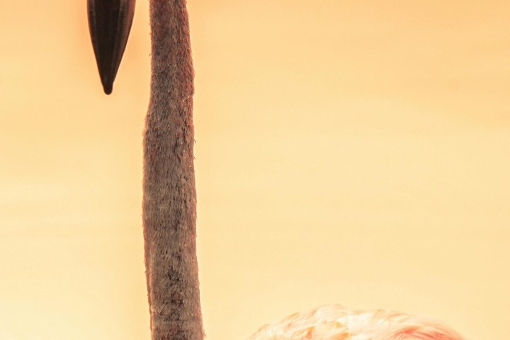 Close-up of a flamingo with a soft pink background.