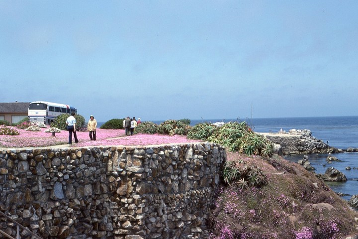 People walking on a coastal path with pink flowers, a parked bus, and ocean view.