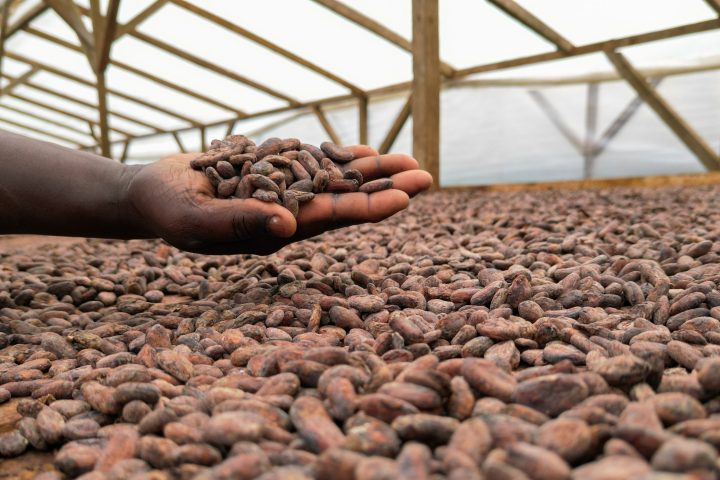 Hand holding cocoa beans over a pile in a drying shed with wooden beams.