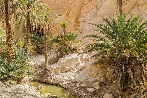 Desert oasis with palm trees and small stream amid rocky cliffs under clear sky.